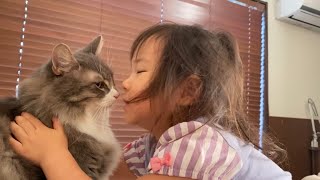 娘と距離が近くなった猫　ノルウェージャンフォレストキャットA cat that doesn't get angry when daughter approaches. Norwegian.