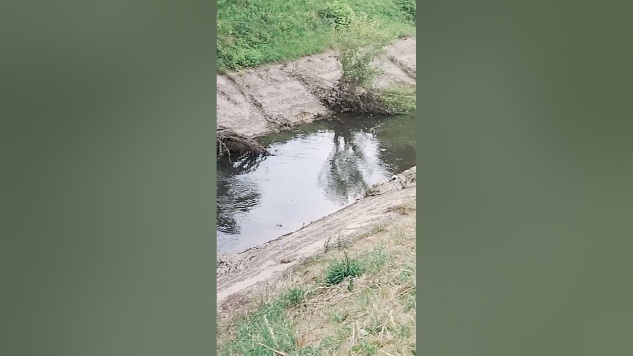 Fekalije se ulivaju direktno u Topcidersku reku I Savu - YouTube