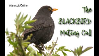 The Beautiful Relaxing Mating Call Of The Blackbird