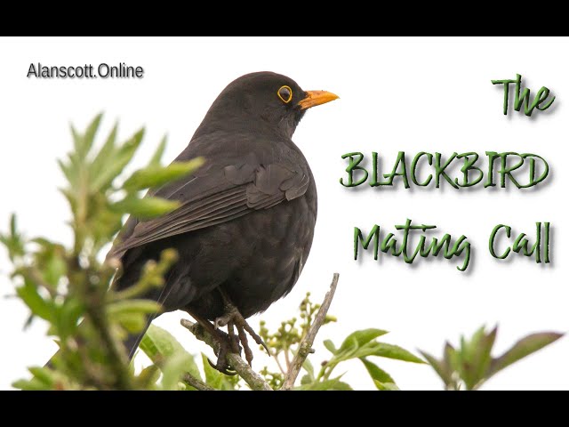 The Beautiful Relaxing Mating Call Of The Blackbird class=