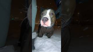 Амстафф Локи 2 Года  Шлемофон Стаффорд Amstaff Staffy