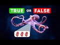 Do Octopuses Have Three Hearts? &amp; More Wild Facts