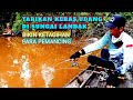 Wajar‼️Pemancing suka datang kesini,,ternyata tarikan nya bikin ketagihan || Mancing udang galah