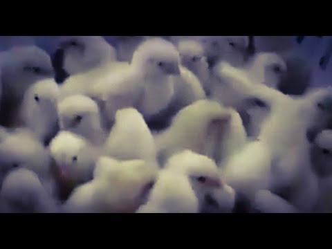 Egg Industry Grinds Millions Of Baby Chicks Alive