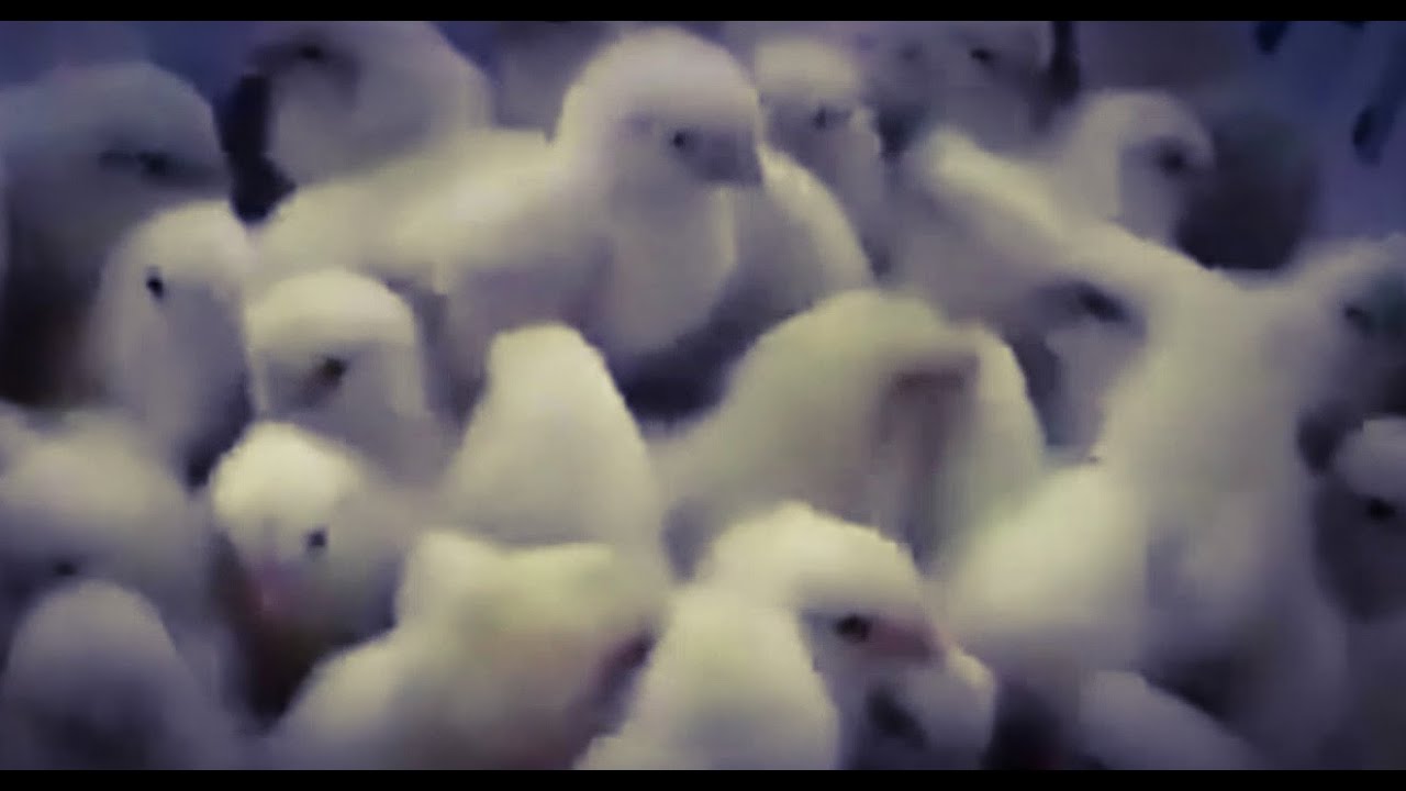 egg industry grinds millions of baby chicks alive youtube