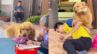 Golden Retriever Maomao is awesome! So loyal!❤️ #聪明旺豆豆 #金毛豆豆 #金毛