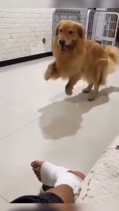 story wa lucu anjing ngeledek tuannya yang lagi pincang 😂
