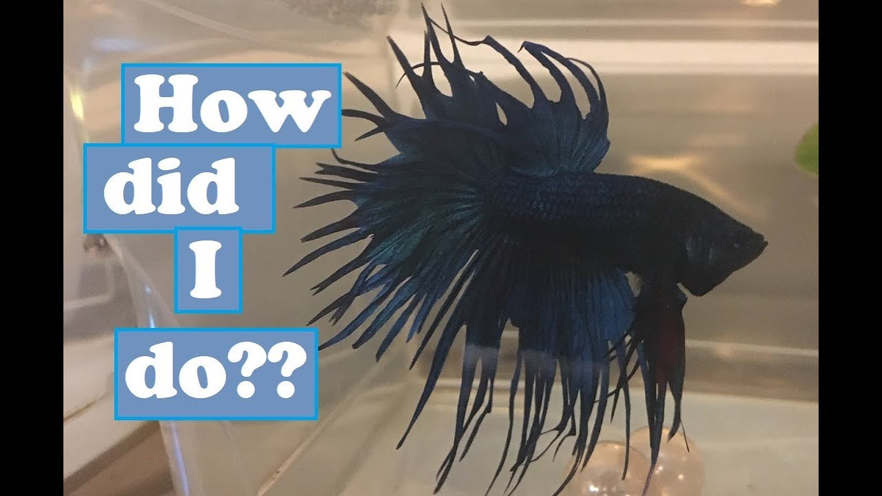 camera iphone 8 plus apk betta eggs, 24 hours later grow along