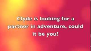 Clyde, A 3 Year Old American Pit Bull Terrierboxer Mix Available For Adoption At The Wisconsin Huma