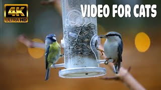 Cat TV for Cats to Watch  Cute Birds, Chipmunks, Squirrels, Doves and Ducks  1 Hours(4K HDR)