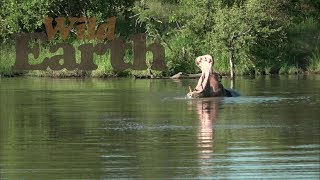 WildEarth - Sunrise Safari - February 14, 2020- Part 2\/5