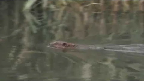 Gorgeous video of the beaver family near the Dommel river in Eindhoven