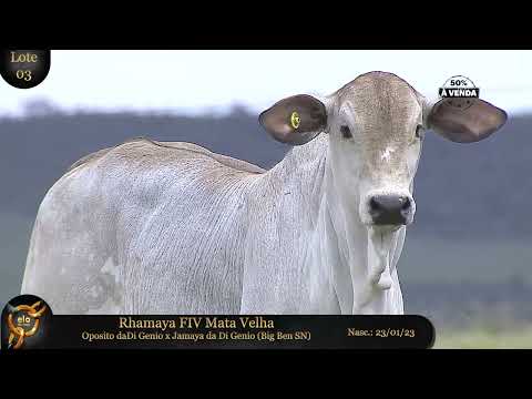 LOTE 03   RHAMAYA FIV J MATA VELHA   MATA C5151