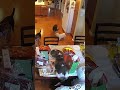 Life is for the bold: Beagle takes matter into its own paws!