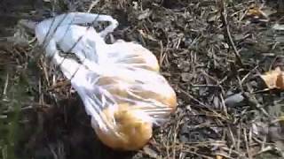 Картошечка в лесу на костре Как правильно запечь картошку Картошечка в лесу на костре Как правильно запечь картошку