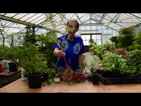 Video: Vītols Vietnē: Kādas Vītolu šķirnes Stādīt Dārzā Valstī, Tautas Zīmes, Ko Var Stādīt Tuvumā, Vītoli Pie Mājas Feng Shui