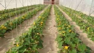 زراعة الكوسة داخل البيوت المحمية Cultivation of zucchini