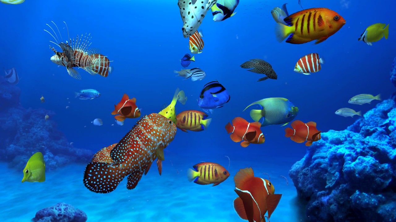 aqua real 2 ocean 002 3d screensaver in hd aqua real 2 ocean 002 3d screensaver in hd