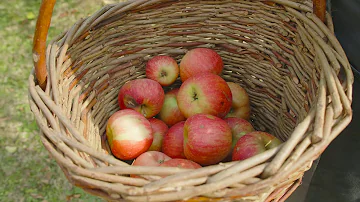 Kdy hnojíme ovocné plodiny?