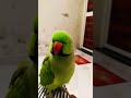 parrot talking 🦜 l Green parrot #shortsfeed #shortvideo #shorts #parrot #parrottalking #birds