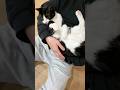 抱っこトレーニングをがんばる猫 #猫 #cat #かわいい
