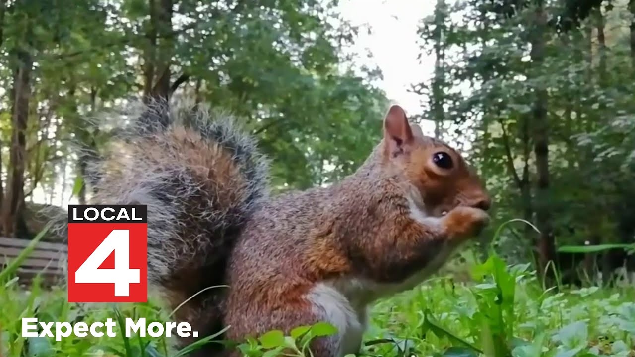 Michigan DNR expands list of nuisance animals property owners can kill