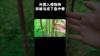 外国入侵物种却被当成了盘中餐 #科普 #百科全书 #百科全书 #植物 #草药 #草药