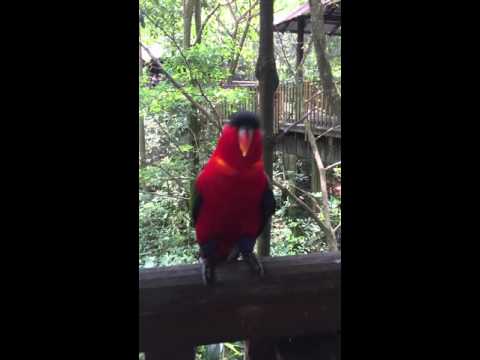 ヨダレカケズグロインコ Yellow-bibbed Lory