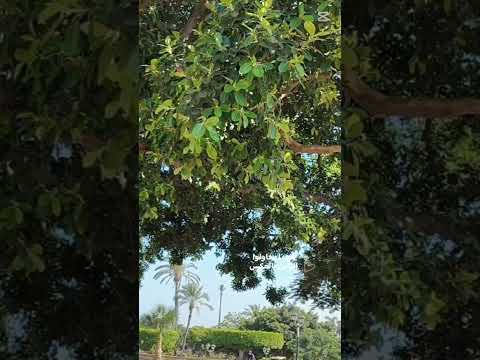 ليه عايزين ياخدو من قلبي