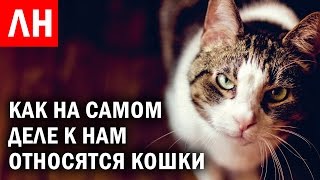 КАК КОШКИ относятся к нам на САМОМ ДЕЛЕ и другие Любопытные новости #36 КАК КОШКИ относятся к нам на САМОМ ДЕЛЕ и другие Любопытные новости #36