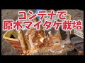 店売りでは味わえない、原木マイタケのコンテナ（プランター栽培）