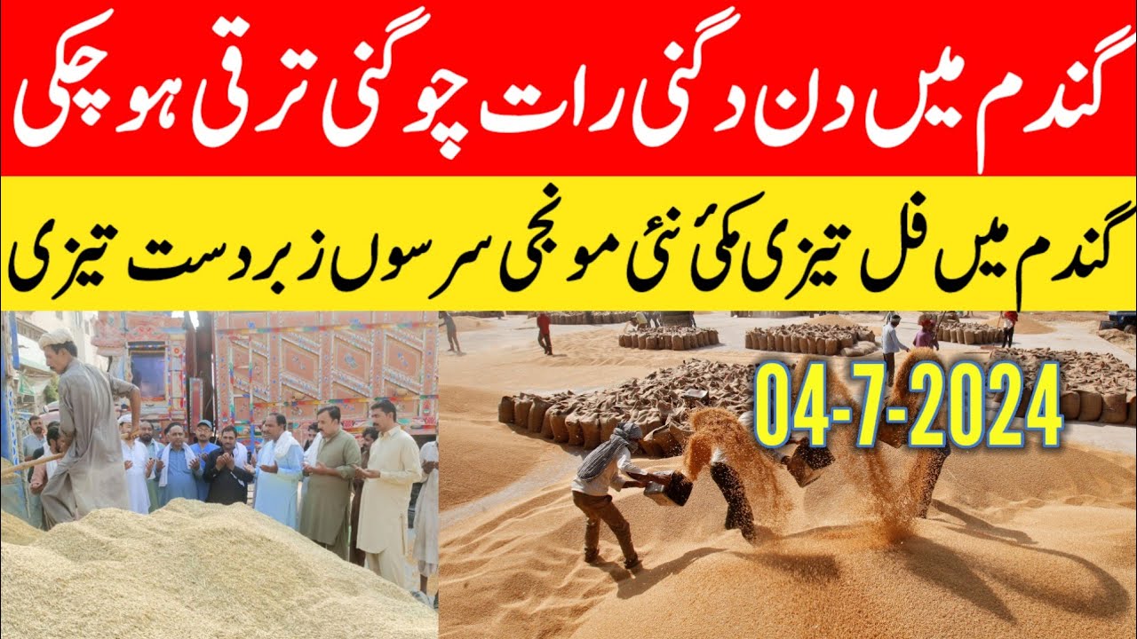 gandam rate today/wheat price today in punjab/ Makki ka rate today ...
