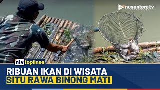 Ribuan Ikan di Wisata Situ Rawa Binong Mati, Diduga Tercemar Limbah I NTV TOPLINES