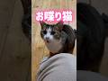 【お喋り猫】お友達に会いたいにゃ〜 #保護猫 #しゃべる猫 #喋る猫