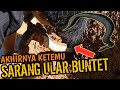 ULAR BUNTET TELAH DITEMUKAN! BENTUKNYA MENGERIKAN BANGET! BONGKAR SARANG ULAR BUNTET RAKSASA!