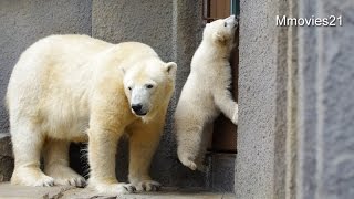 Cute Polar Bear cub jump! 可愛い こぐまジャンプ！