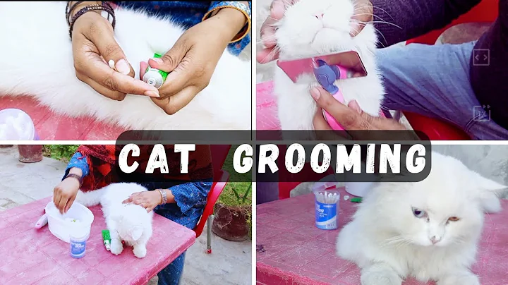 Video 3755621: persian cat grooming, cat ear cleaning