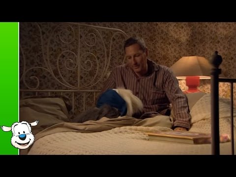 Video: Waarom droom kersies in 'n droom?