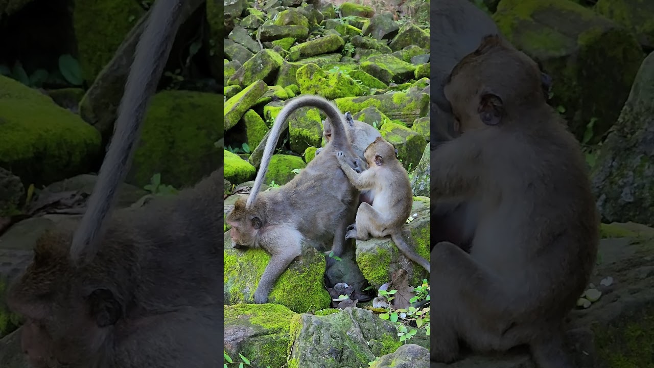 JING with Friend and her baby so funny 