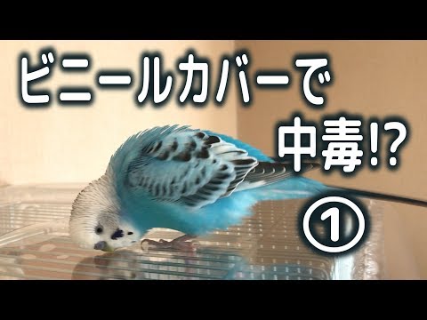 ビニールカバーで中毒 セキセイインコ うめ Youtube