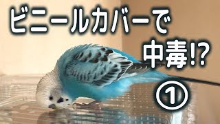 ビニールカバーで中毒！？①　セキセイインコ・うめ