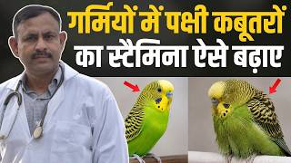 गर्मियों में पक्षी कबूतरों का स्टैमिना ऐसे बढ़ाए | Birds Pigeon Stamina | Dr Nagender Yadav