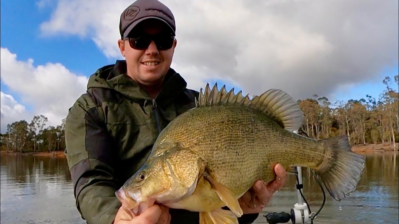 Rocklands Reservoir a rising native fishery ( Yellowbelly)