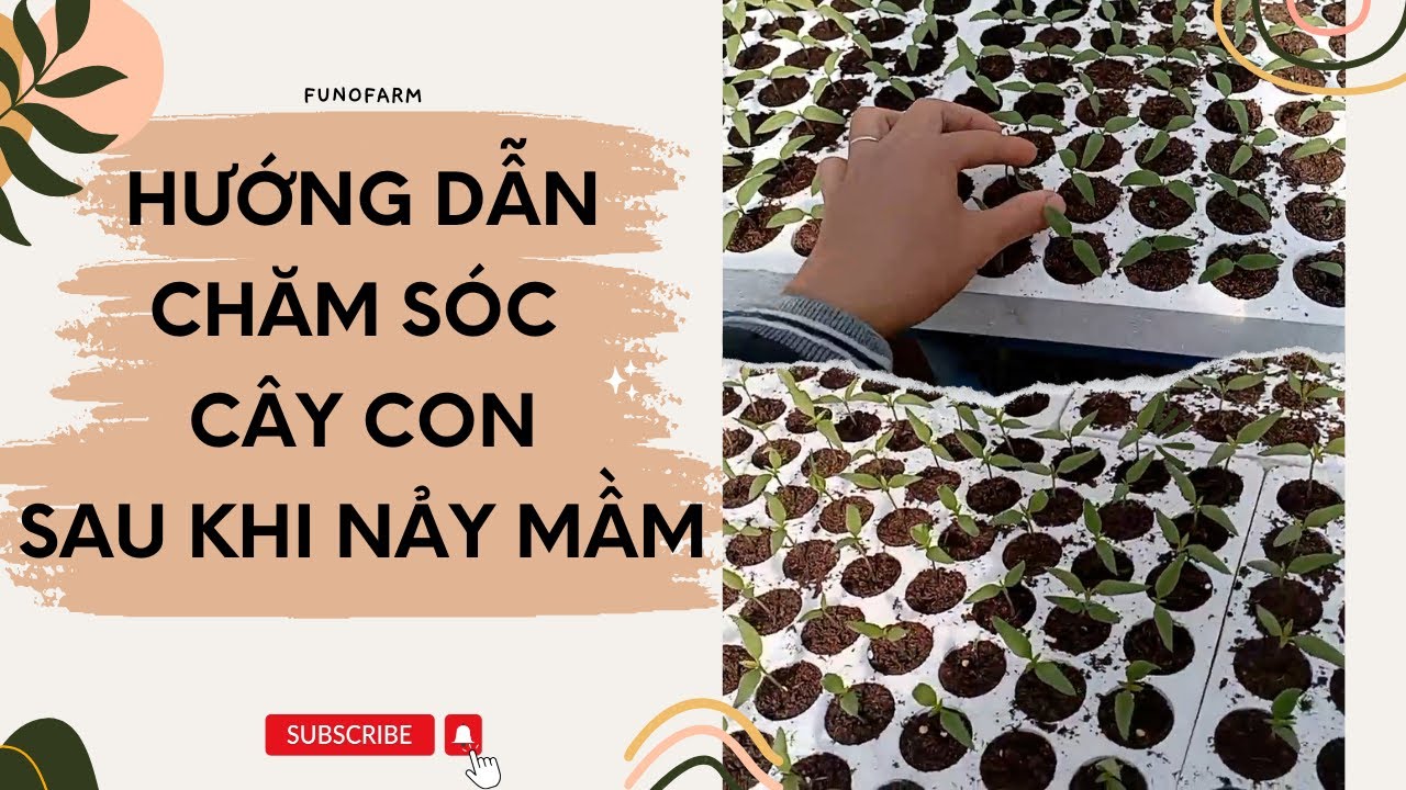 Hướng dẫn chăm sóc cây con sau khi nảy mầm - FUNOFARM