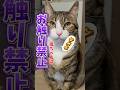 衝撃のラスト…可愛い動画思ったらチャンネル登録お願いします#cats #shorts #球太