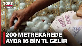 İpek Böceği ile Ayda 16 Bin TL Kazanç! Yer Senden Gerisi Devletten – TGRT Haber Resimi