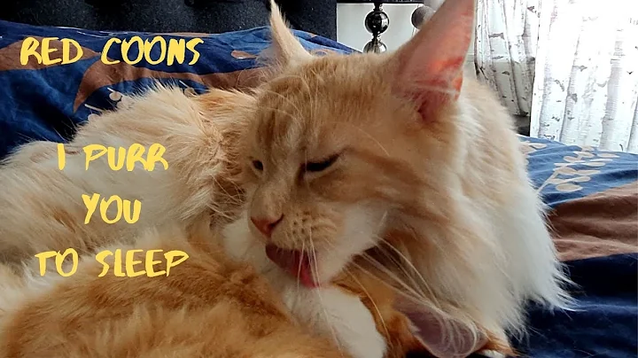 Video 4261991: maine coon cat, purr, pet grooming, loves grooming, cat playing
