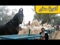 Beautiful Horse In Pakistan Price Update