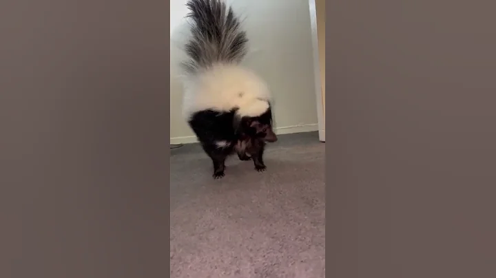 SKUNK SPRAYS DOG 🦨 zooarcade