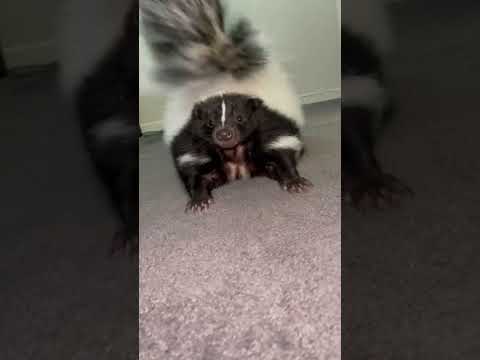 Βίντεο: Τι είναι ένας skunk αδένας σε ένα σκύλο;